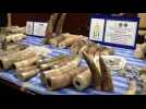 Thai officials seize shipment of illegal ivory