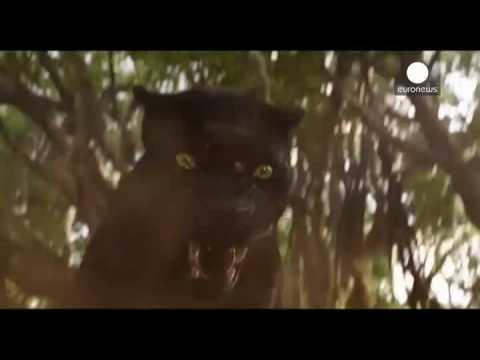 Jon Favreau gives Kipling classic The Jungle Book a CGI remake