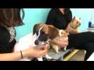 Caffeine and canines mix at Dog Cafe