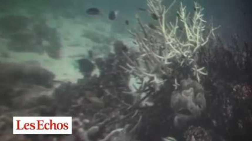 Illustration pour la vidéo COP21 : l'alerte d'une scientifique sur la mort des récifs coraliens