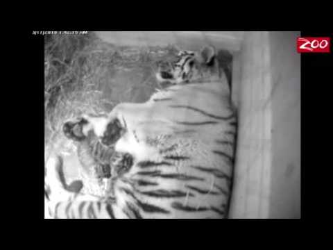 New-born Amur tiger cubs nestle mother in family den