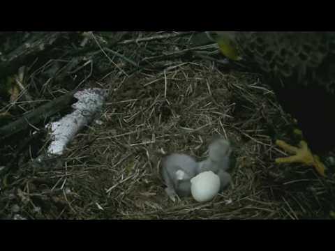 Baby alert! Second bald eagle hatches