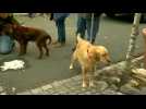 Golden Retrievers set to drool over new homes