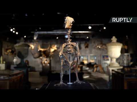 Guess How Much This Rare Dodo Skeleton is Worth