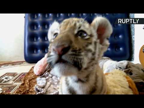Amur Tiger Cub Plays With Ferret Friend