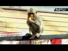 Monkey Business! Moneymaking Macaques Relax at Monkey Banquet Festival