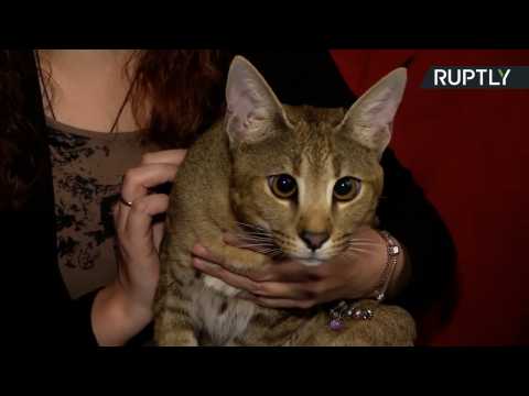 World's rarest cat breed worth €22,000 presented in St Petersburg