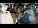 First Ever Cloned Sniffer Dogs Report for Duty