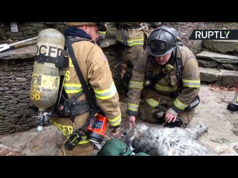Mouth to Mutt - DC Firefighters Resuscitates Dog Rescued from Burning House