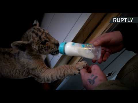 Cute Liger Cub Finds Home in Traveling Zoo
