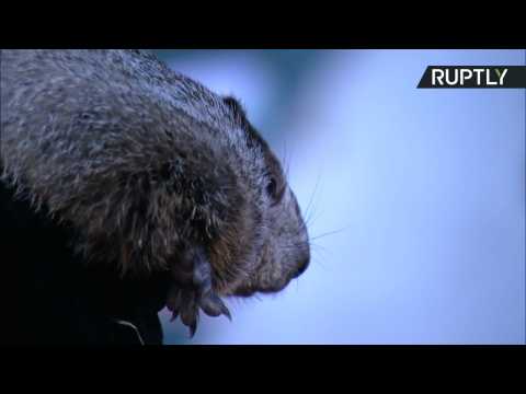 'Six More Weeks of Winter it Shall Be' - Phil the Groundhog Speaks