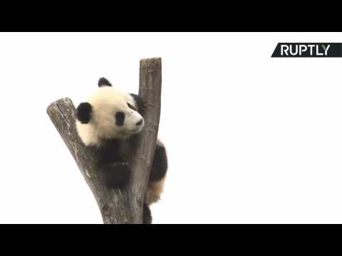 Two Panda Cubs Take First Trip Outside their Vienna Zoo Compound