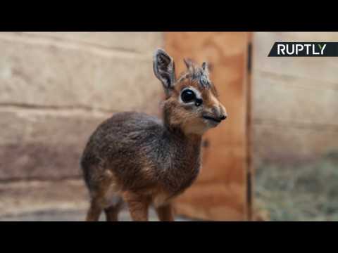 Tiny Orphaned Baby Antelope Hand-Reared by Chester Zoo Staff