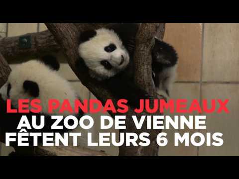 Les pandas jumeaux du zoo de Vienne fêtent leurs six mois