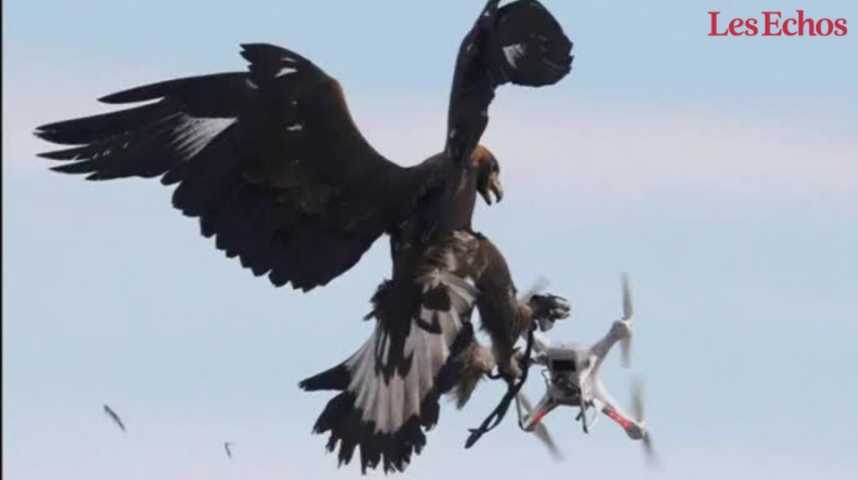 Illustration pour la vidéo Plus forts que les drones… les aigles !