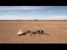 Families forced to flee as Somali drought worsens