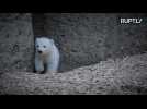 Watch the Moment Baby Polar Bear Enters Public Zoo Enclosure for First Time