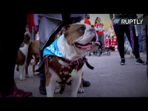 Nearly a Thousand Dog Lovers March with Bulldogs in Attempt to Break World Record