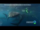 Marine scientist swims with world largest sharks