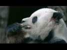 Elderly panda eats bamboo bread at San Diego Zoo