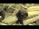 Chicago zoo welcomes newborn gorilla