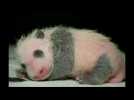 National Zoo reveals name of baby panda