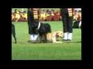 Trained military canines captivate civilians at Indian dog show