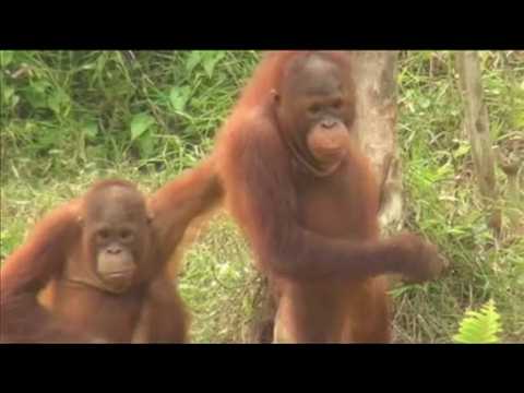 Indonesian fires affecting Borneo orangutans