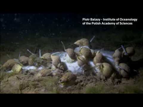 Time-lapse video shows Atlantic cod decomposing