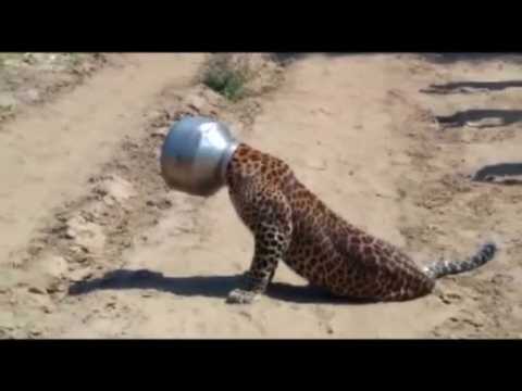 Thirsty leopard gets head stuck in pot in India