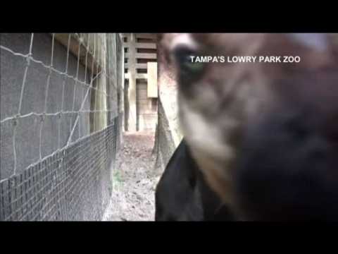 Rare okapi calf born in a zoo in Florida