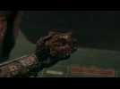 Vidéo The Order : 1886 - Collectibles chapitre 3 Vidéo The Order : 1886 - Collectibles chapitre 3