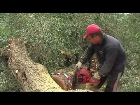 Angry farmers fight for olive trees