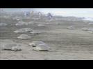 Thousands of turtles nest at same time off Costa Rica coast