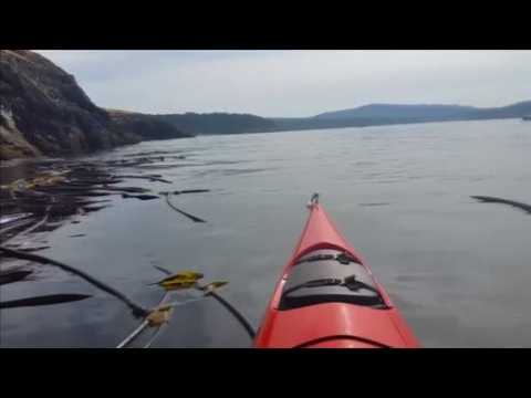 Kayaker gets up close and personal with killer whales