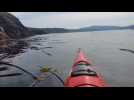 Kayaker gets up close and personal with killer whales