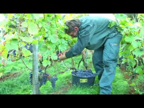 Grape-picking begins in Paris vineyard
