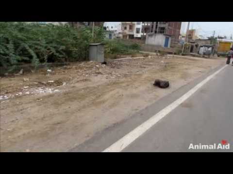 A video of a rescued dog gets over a million views