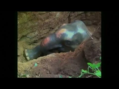 Baby elephant rescued from well in India