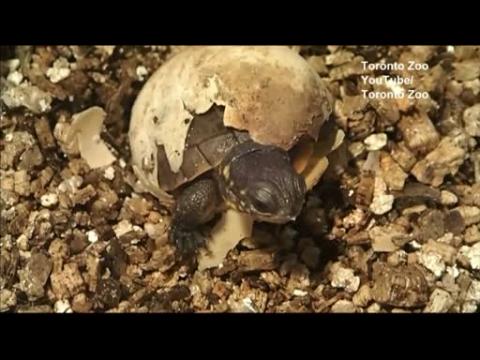 Threatened Blanding's turtle hatches at Toronto Zoo