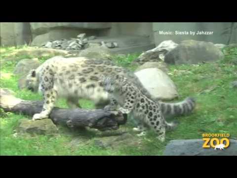 Four-month-old snow leopards first seen in new outdoor habitat at Brookfield Zoo