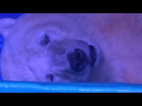 Thousands sign petition to close Chinese aquarium holding polar bears captive