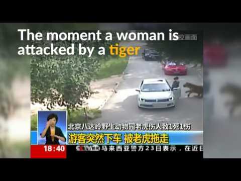 Dramatic footage shows tiger attacking woman in Beijing wildlife park