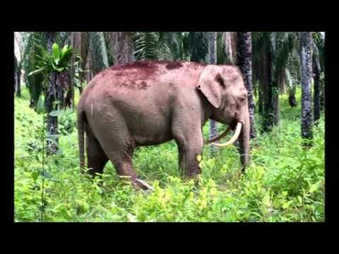 Elephant with downturned tusks spotted in Malaysia