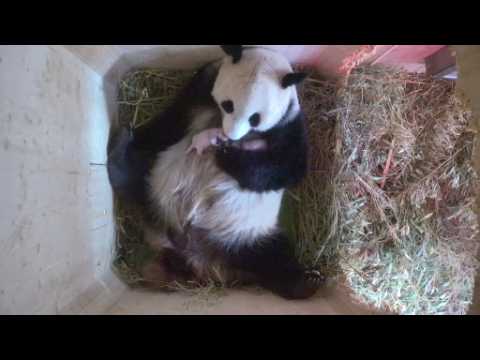Panda twins born at Vienna zoo