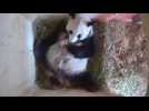 Panda twins born at Vienna zoo