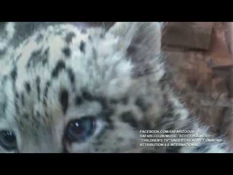 Snow leopard cubs make their debut appearance at UK zoo
