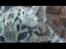Snow leopard cubs make their debut appearance at UK zoo