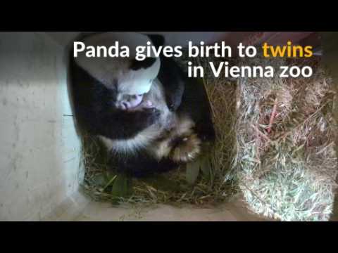 Surprise for Vienna zoo as giant panda gives birth to twins