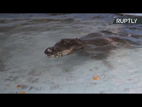 Meet Muja, the World's Oldest Alligator